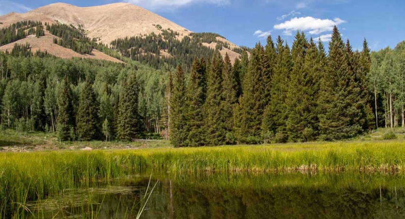 A body of water lies in a grassy meadow, with evergreen trees and a mountain in the background. 